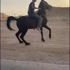 حصان واهو شيخ