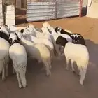 سواكن مرابي 4 شهور