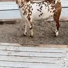 تيس عماني