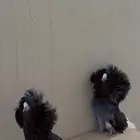 حمام زوج تب جاكبينو