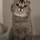 ذكر سكوتش فولد للتزاوج