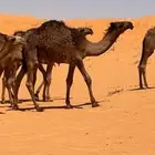 قعدان فحول