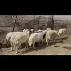 ضان مقاني كفو..تم البيع