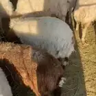 غنم