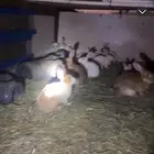 ارانب للبيع