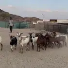 معزا للبيع