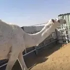 قعود داخل حق للبيع