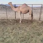 ناقه للبيع