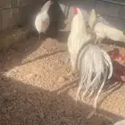 صوص يوكهاما انتاج خوارج