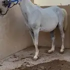 فرس شعبيه معها مهر