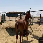 للبيع مهر شعبي كفوو