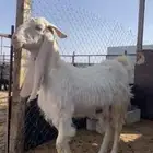 عنز مطورة