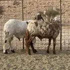 خرفان سواكن اضاحي