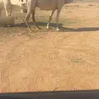 للبيع رمانيه فوق البداوه معشر