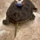 سلحفا للبيع تجنن رهيبه تضحك