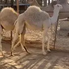حاشي للبيع ((قعود)) وبكرة يرضعن حليب على الشرط وبرسيم