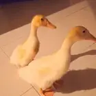 بط للبيع