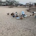 دجاج بلدي للبيع بياض