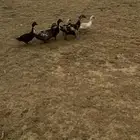 ذكر وخمس اناثي بط