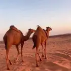 بكار للبيع
