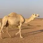 للبيع ناقه