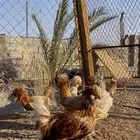 دجاج بولش هولندي