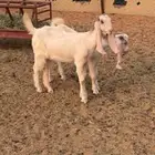 جفار للبيع