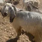 معزا ماعز عددها 12 بفحلها