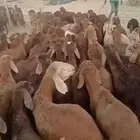 للبيع طليان سواكن حمريه