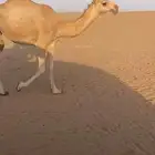 بكره شقحاء على الهدب للبيع