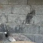 طاووس