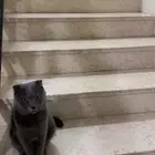 قط سكوتش بيور 2 ذكر و انثى مطعمين
