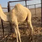 قعود تربيه كفوو وعلى جميع الشروط