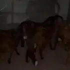 طليان سواكن مرابي فل