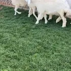 للبيع جذعات حريات كفففو تتتم البيع