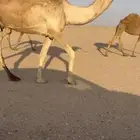 ناقة عشراء وقعود ابو 6 شهور