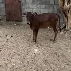 حسيله نظيفه للبيع العمر 7 شهور