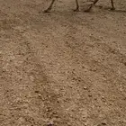 للبيع قعود احمر كفو