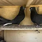 حمام قطيفي للبيع