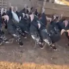 دجاج رومي ودجاج بلدي