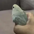 روز