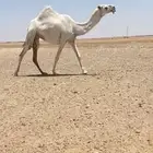 للبيع البكره لقحه