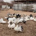سلام عليكم ورحمة الله وبركاته اعرض لكم حمام هزازي