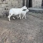 شاه خلفه
