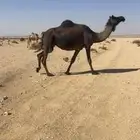 لقحه مجهم ملاقي