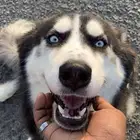 كلب ذكر هاسكي للتلقيح فقط