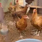 دجاج خوارج