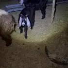 خروفين جذعان وتيسين للبيع