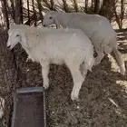 خرفان للبيع