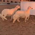 خروفين صفرر